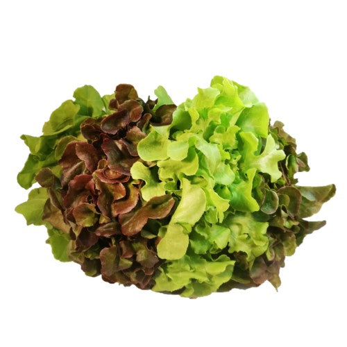 Lollo Green Bionda Lettuce - UAE