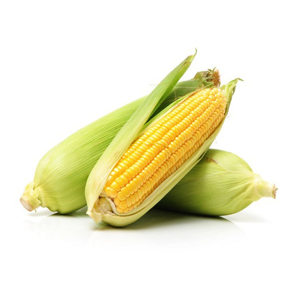 Sweet Corn India