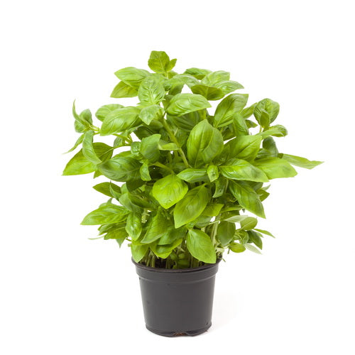 Basil Plant Pot - أصيص نبتة الريحان