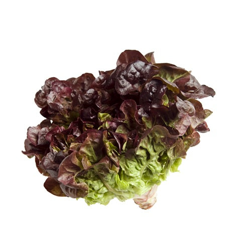 Lettuce Oakleaf - Spain - خس اوكليف